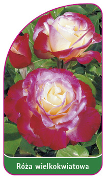 Róza wielkokwiatowa Nr. 231