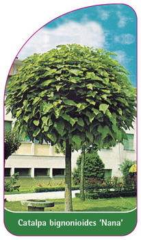 Catalpa bignonioides 'Nana'