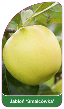 Jablon "Smalcowka