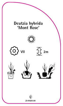 Deutzia hybrida 'Mont Rose'