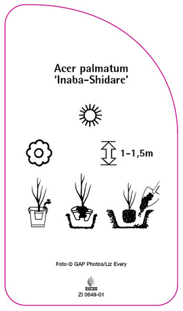 Acer palmatum 'Inaba-Shidare'