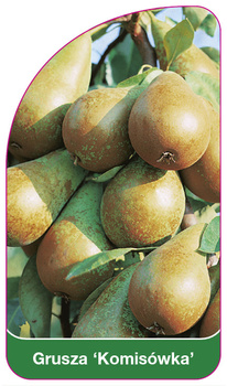 Grusza 'Komisówka'