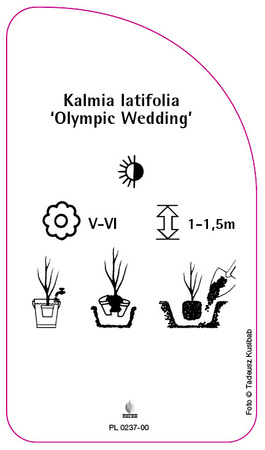 Kalmia latifolia 'Olympic Wedding'