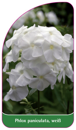 Phlox paniculata, weiß