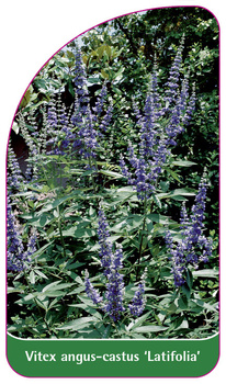Vitex angus-castus 'Latifolia'