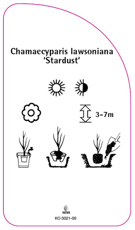 Chamaecyparis Iawsoniana 'Stardust'