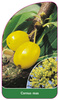 Cornus Mas