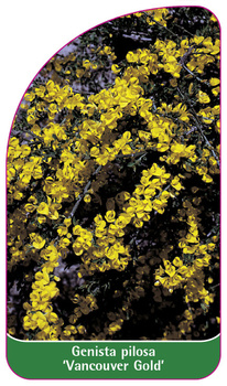 Genista pilosa 'Vancouver Gold'