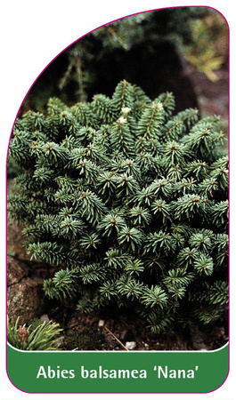 Abies balsamea 'Nana'