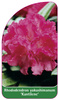 Rhododendron yakushimanum 'Kantilene'