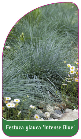 Festuca glauca 'Intense Blue'