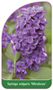 Syringa vulgaris 'Mirabeau'