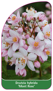 Deutzia hybrida 'Mont Rose'