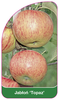 Jabłoń 'Topaz'