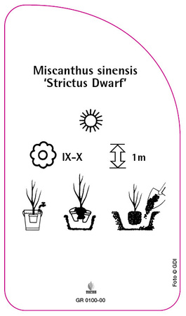 Miscanthus sinensis 'Strictus Dwarf'