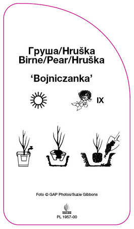 Grusza 'Bojniczanka'
