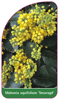 Mahonia aquifolium 'Smaragd'