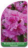 Rhododendron dauricum 'Staccato'