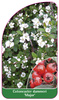 Cotoneaster dammeri 'Major'