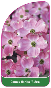 Cornus florida 'Rubra'
