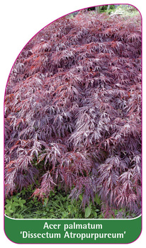 Acer palmatum 'Dissectum Atropurpureum'