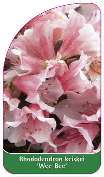 Rhododendron keiskei 'Wee Bee'