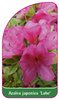 Azalea japonica 'Labe'