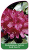 Rhododendron-Hybride 'Lord Roberts'