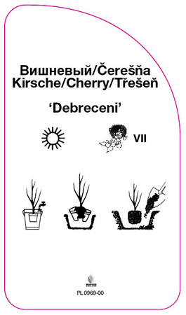 Wiśnia 'Debreceni'