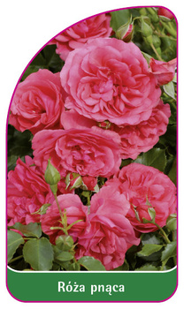 Róza pnąca Nr. 331