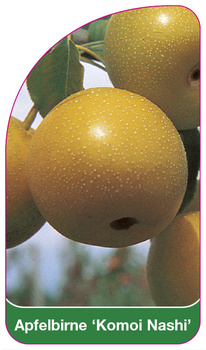 Apfelbirne 'Komoi Nashi'