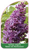 Syringa vulgaris 'Ruhm von Horstenstein'