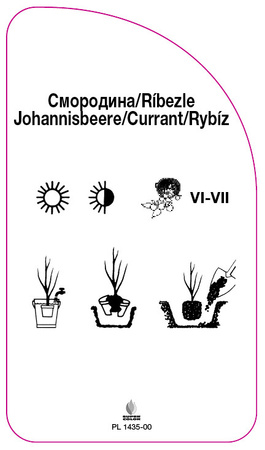 Černý rybíz
