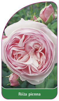 Róza pienna Nr. 57