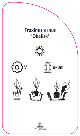 Fraxinus ornus  'Obelisk'