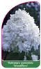 Hydrangea paniculata 'Grandiflora'