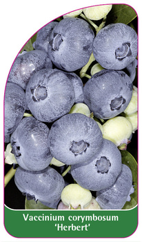 Vaccinium corymbosum 'Herbert'
