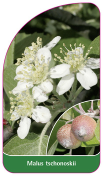 Malus tschonoskii