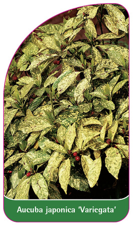 Aucuba japonica 'Variegata'