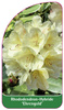 Rhododendron-Hybride 'Ehrengold'