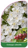 Crataegus submollis