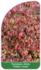 Euonymus alatus 'Timber Creek'