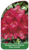 Rhododendron-Hybride 'Nova Zembla'