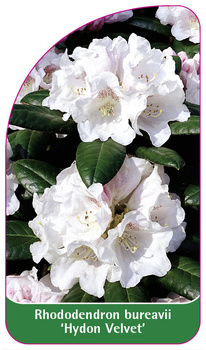 Rhododendron bureavii 'Hydon Velvet'