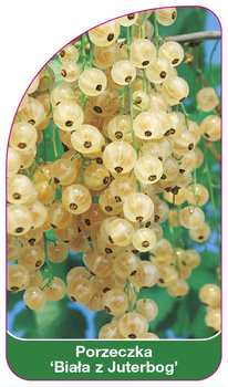 Porzeczka 'Biała z Juterbog'