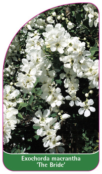 Exochorda macrantha 'The Bride'
