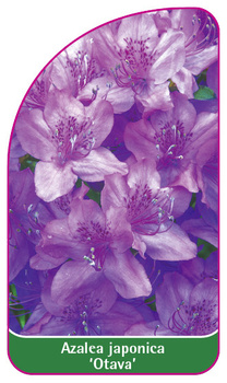 Azalea japonica 'Otava'