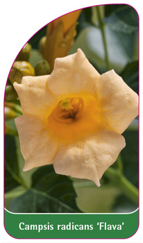 Campsis radicans 'Flava'