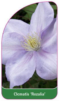 Clematis 'Rozalia'