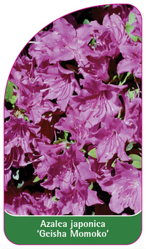 Azalea japonica 'Geisha Momoko'